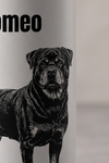 Custom Insulated Water Bottle | Sketch
