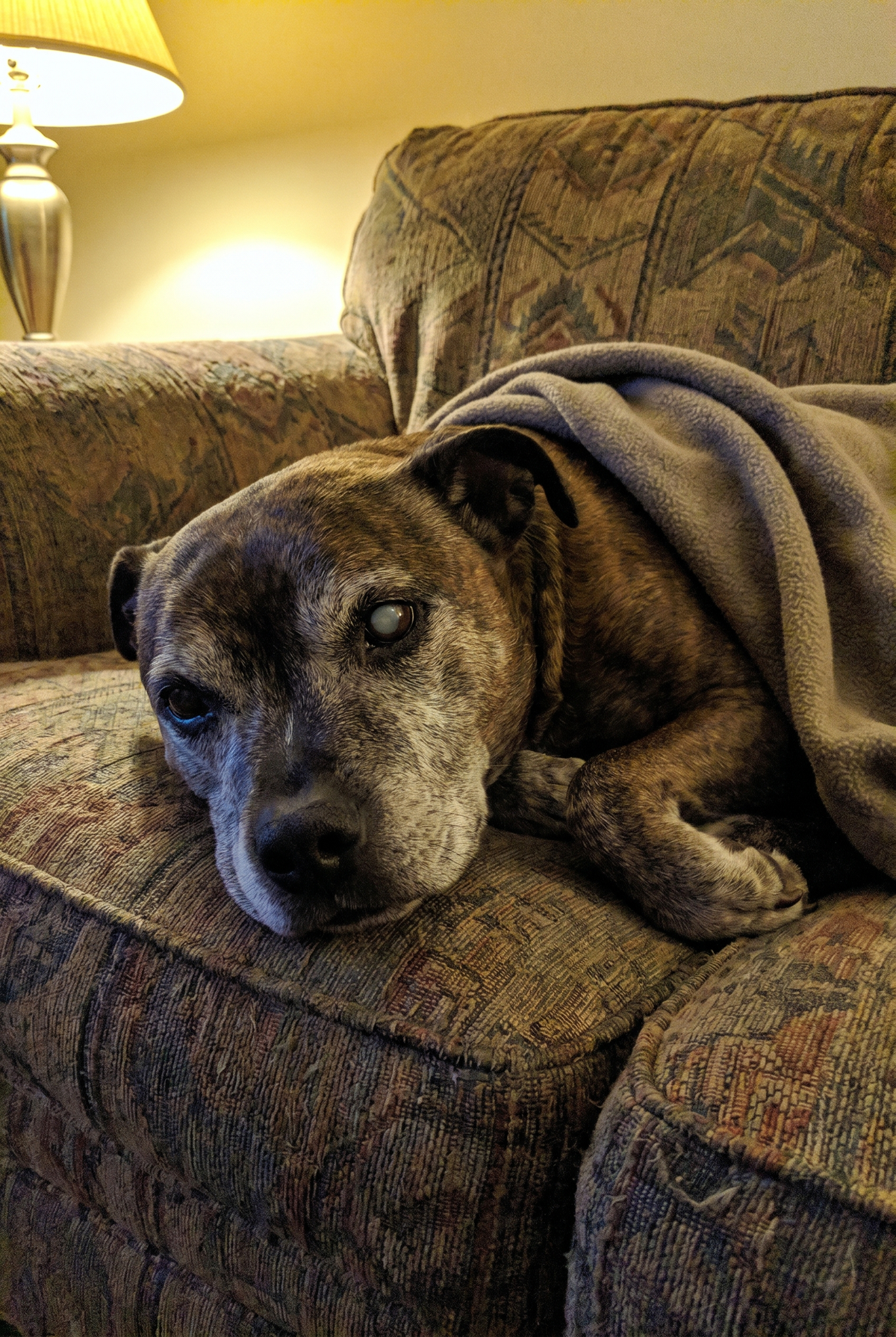 Bo. A senior staffy with one cloudy eye, the gentlest face you'll ever see, and a canvas his owner can't stop smiling at.